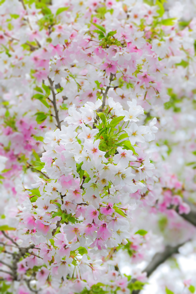 ふんわり山桜