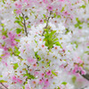 ふんわり山桜