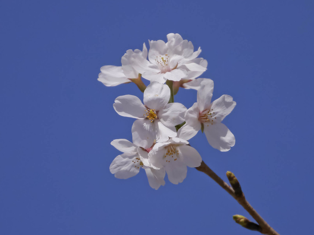 青空に桜