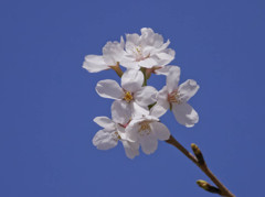 青空に桜