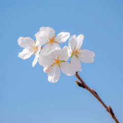 青い空に咲いた小さな春