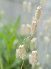小判草