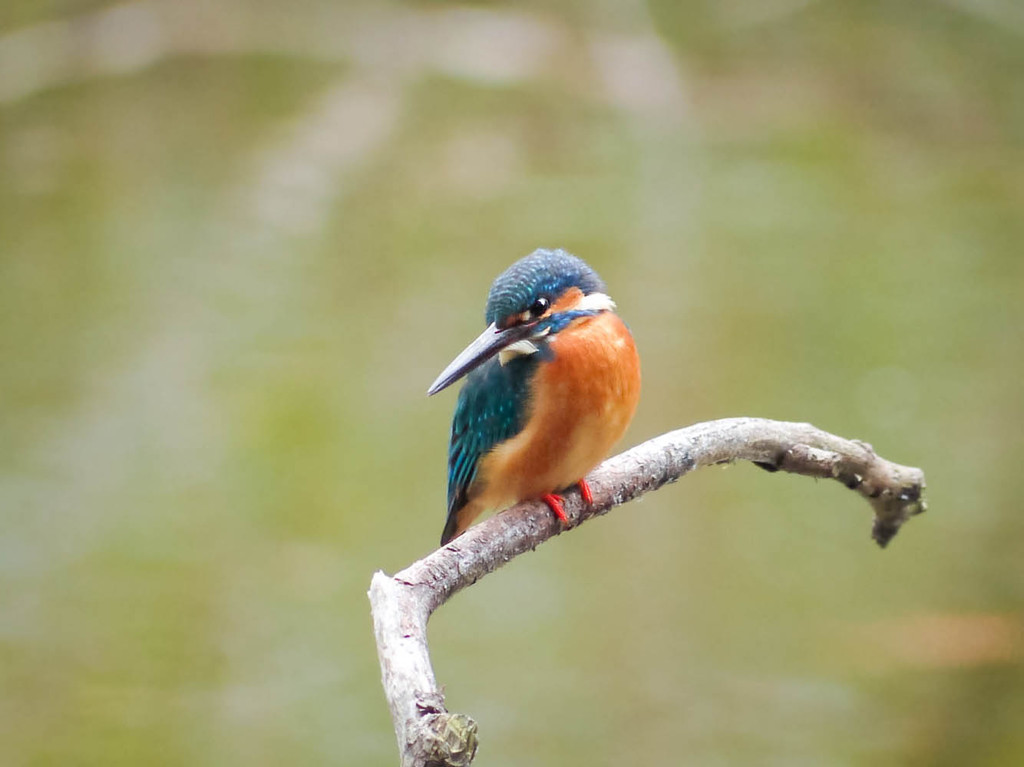 水面下の魚たちに集中したいけれど・・・