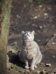 上を見る猫さん