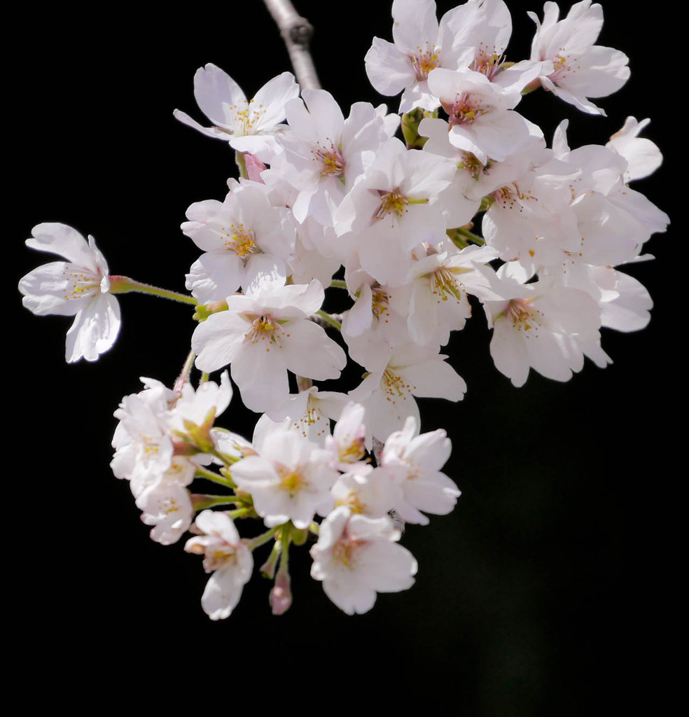 桜コントラスト01