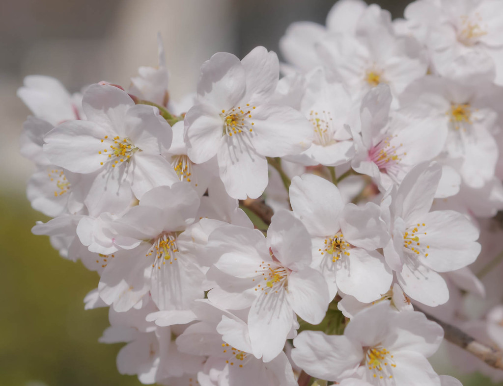 桜近撮03