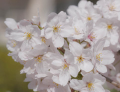桜近撮03