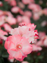 強いピンクの薔薇たち