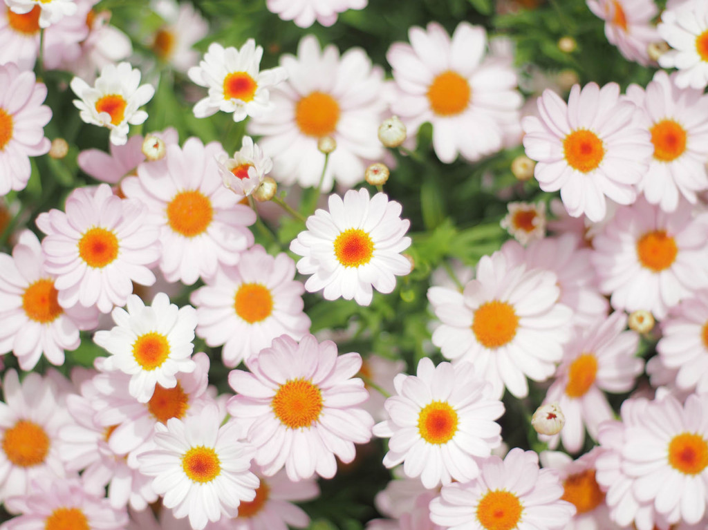太陽の花
