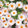 太陽の花