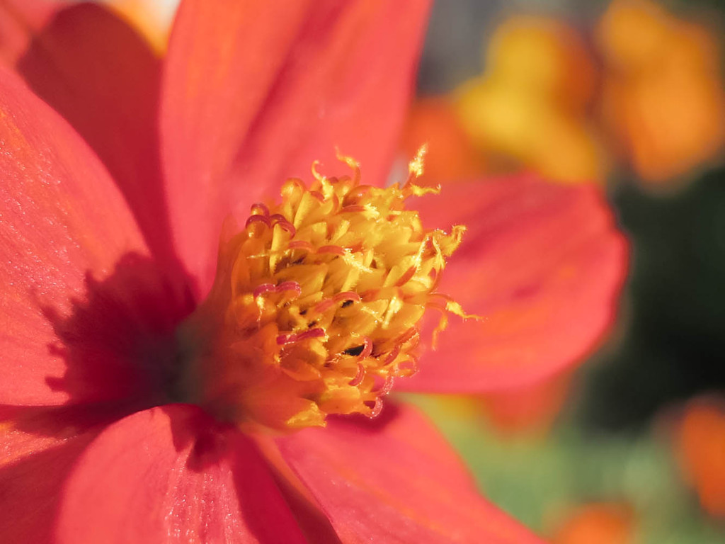 S100ワイド端撮り等倍切り取り