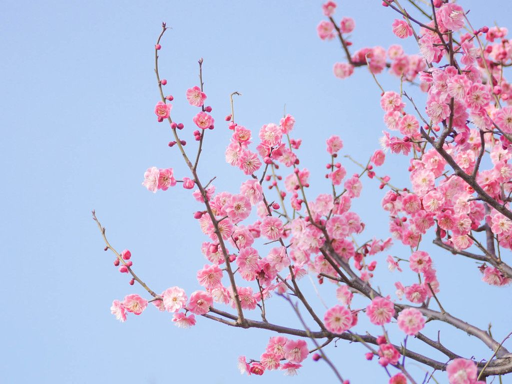 青空にピンクの梅の花