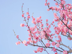 青空にピンクの梅の花