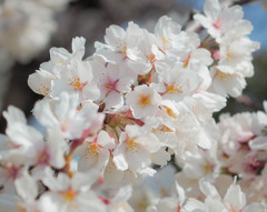 桜、咲き乱れ
