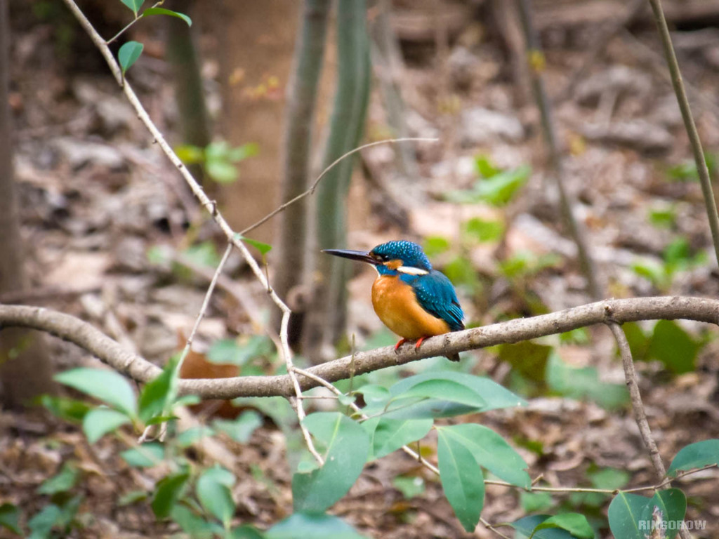カワセミの雄が・・・