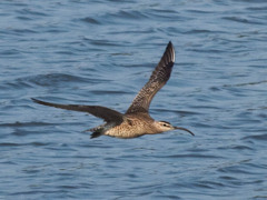 チュウシャクシギ飛行