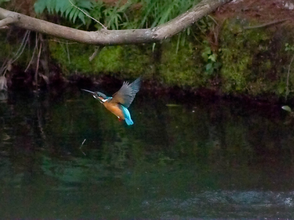 妻が撮るカワセミ水浴びシーン４