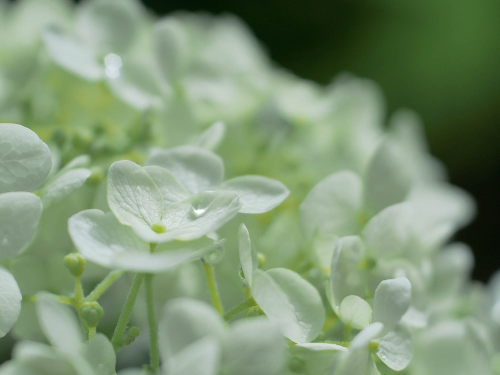 雫、受けとる花