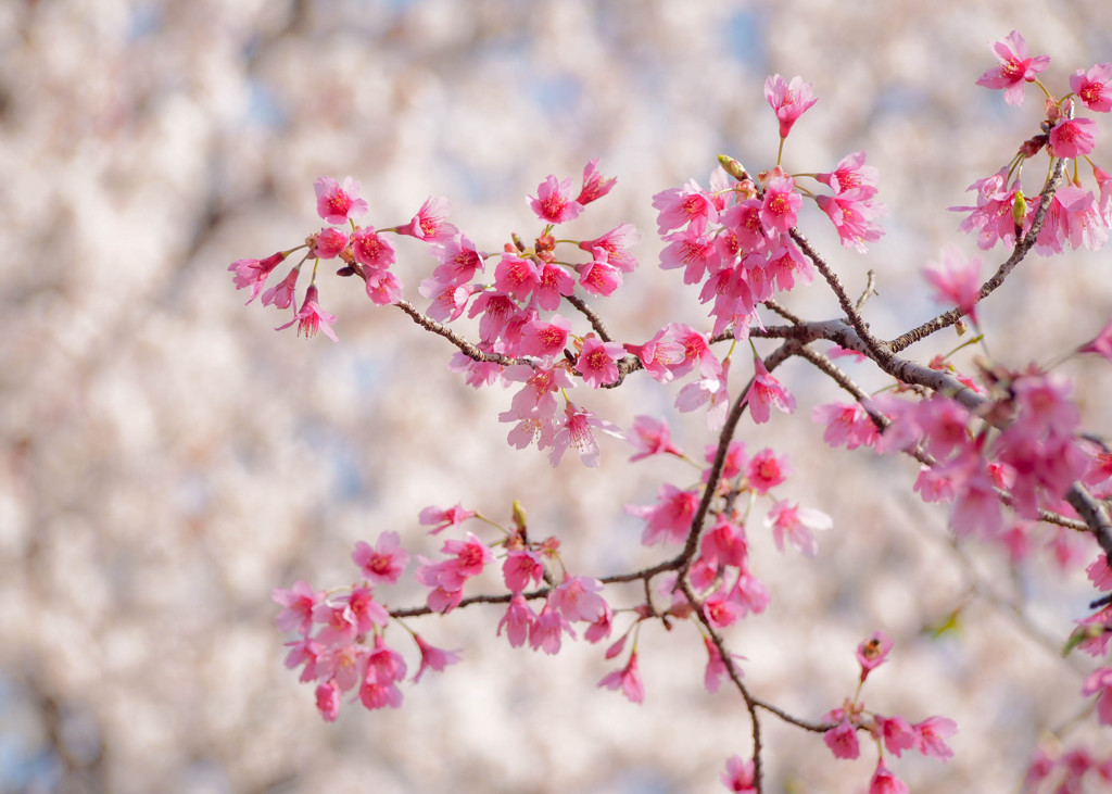 寒緋桜、ソメイヨシノを背負い咲く