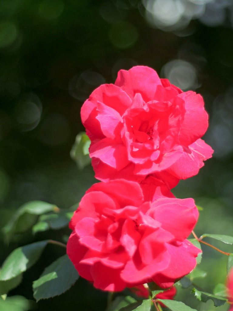 ZUIKO 50mm 1.8 MCで撮影