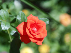 薔薇、初秋の陽射しの中で