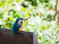 カワセミ　グリーンバックに
