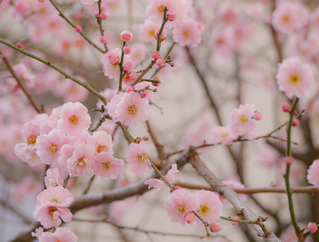 ふんわり梅の花