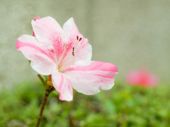 花壇に一つだけ咲いた花