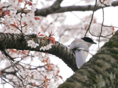 桜とオナガ