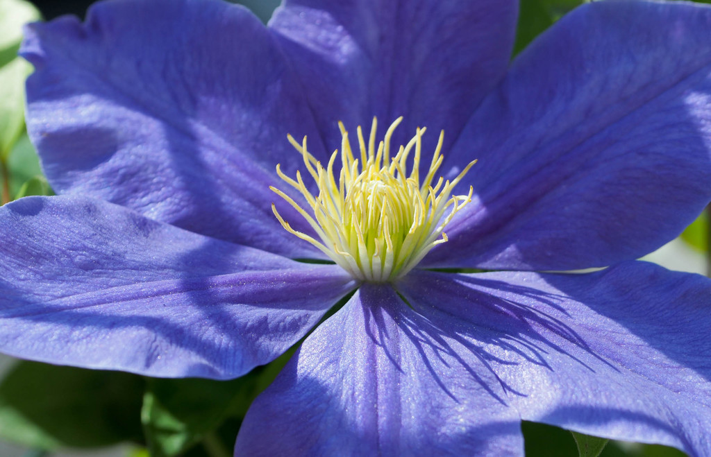 ヒゲのような蕊