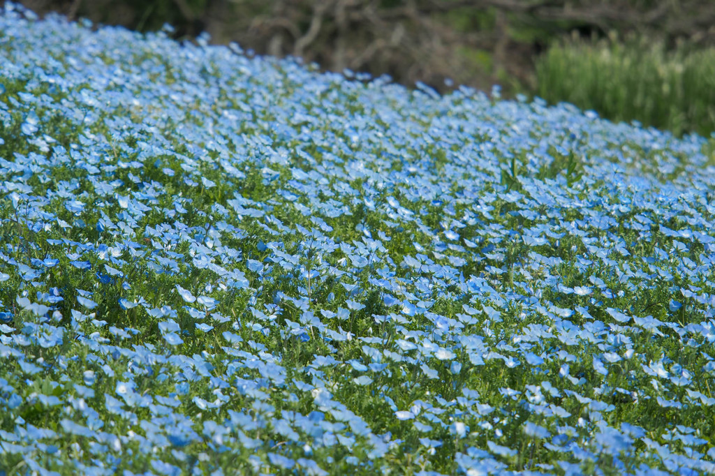 一面の青い花