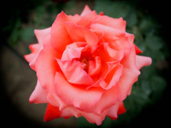 美しい薔薇を覗き見る