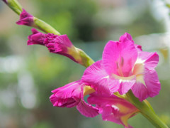 近所に咲く綺麗な花