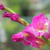近所に咲く綺麗な花