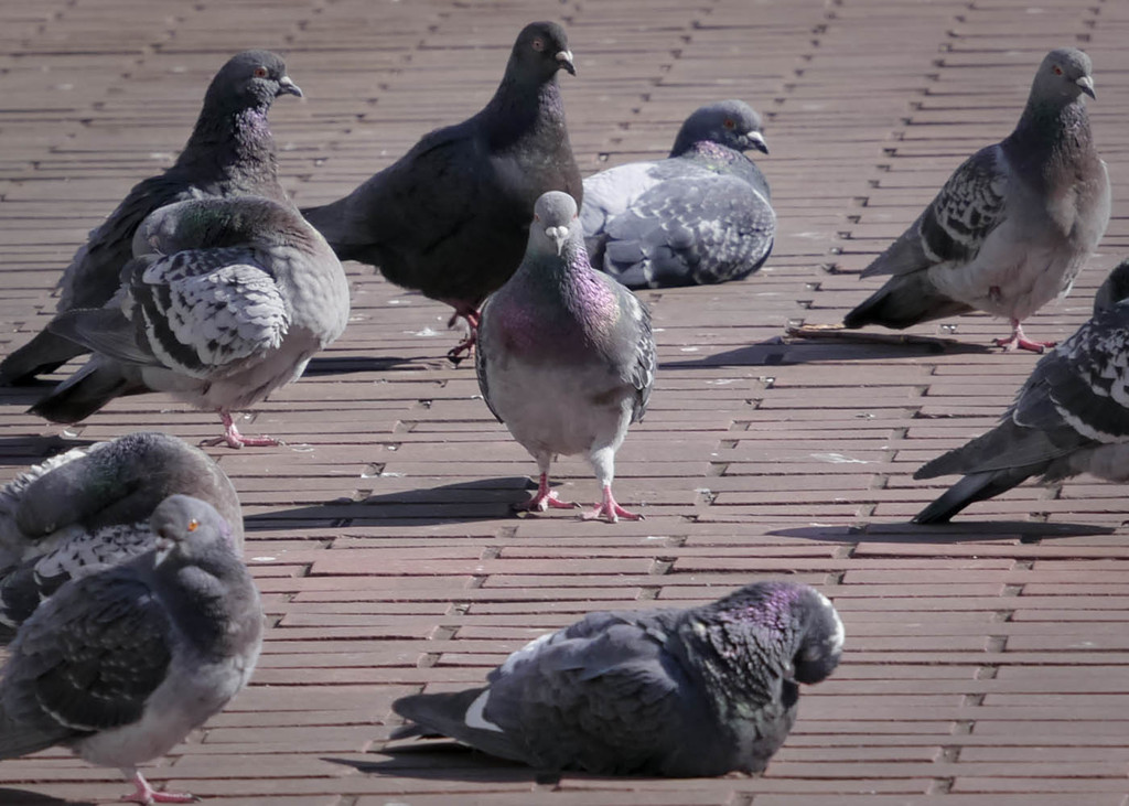 鳩と相対する