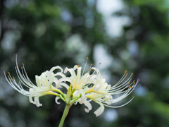 光の中の曼珠沙華