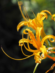 黄色の曼珠沙華