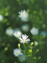 白い花、ふわふわ
