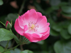 ZUIKO 28mm 2.8 MC　F2.8で撮影