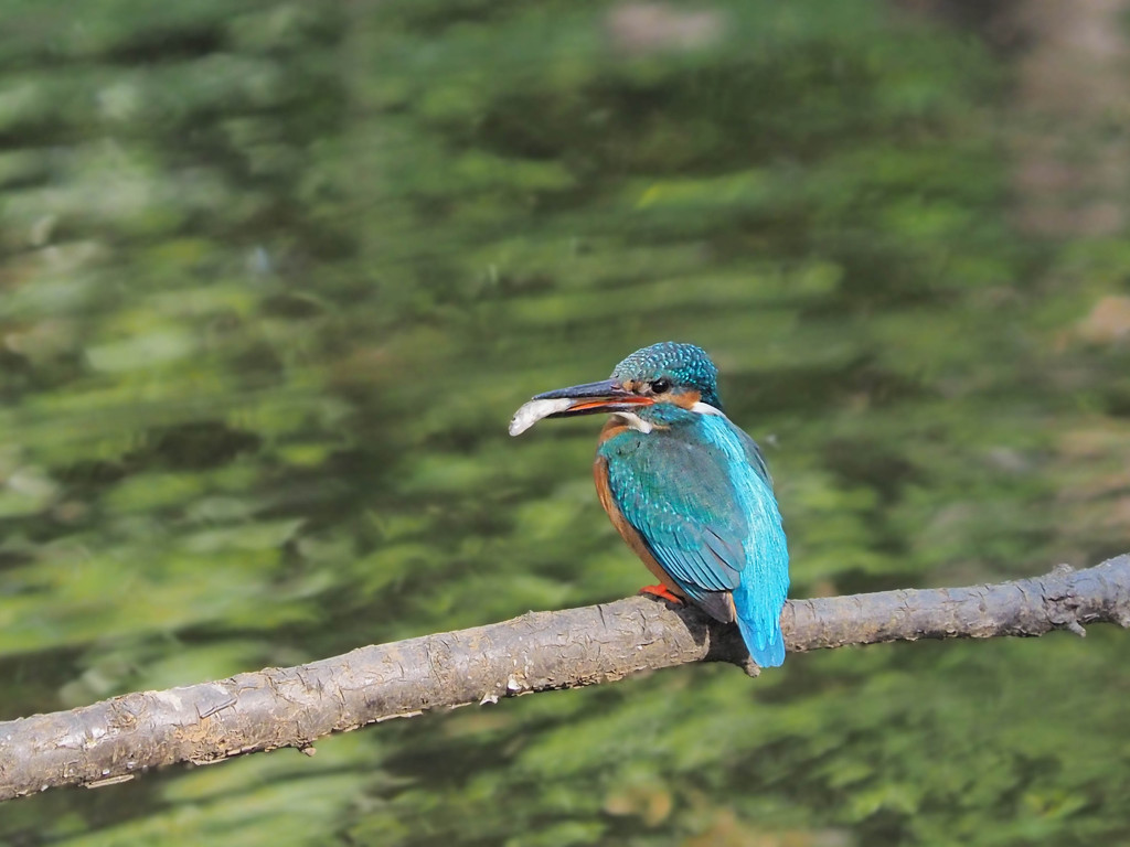 どや顔のカワセミさん