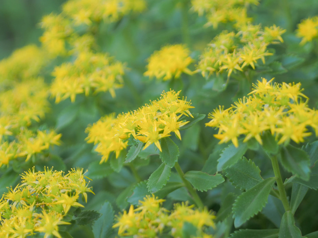 キリンソウの園