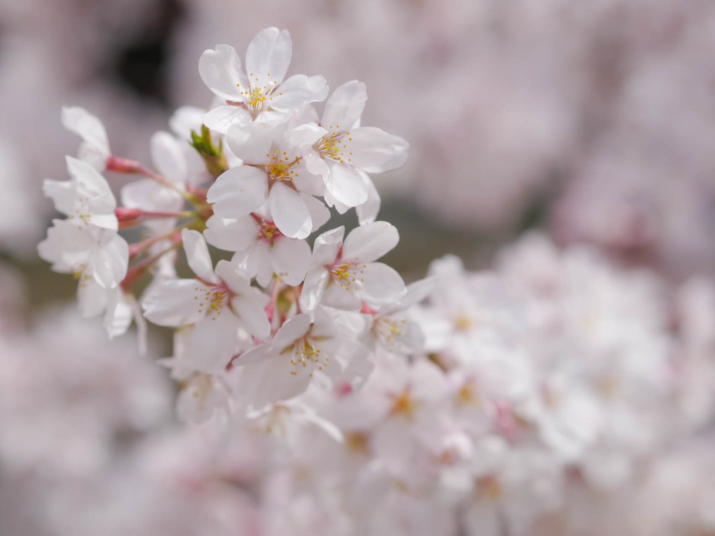 桜近撮05