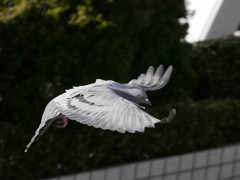 ミラーレスで飛翔撮影訓練８