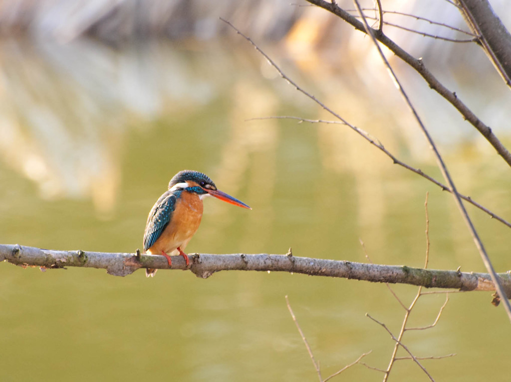 カワセミ撮影(フォーサーズ時代)