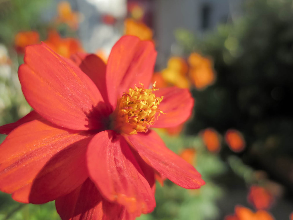 S100ワイド端撮り