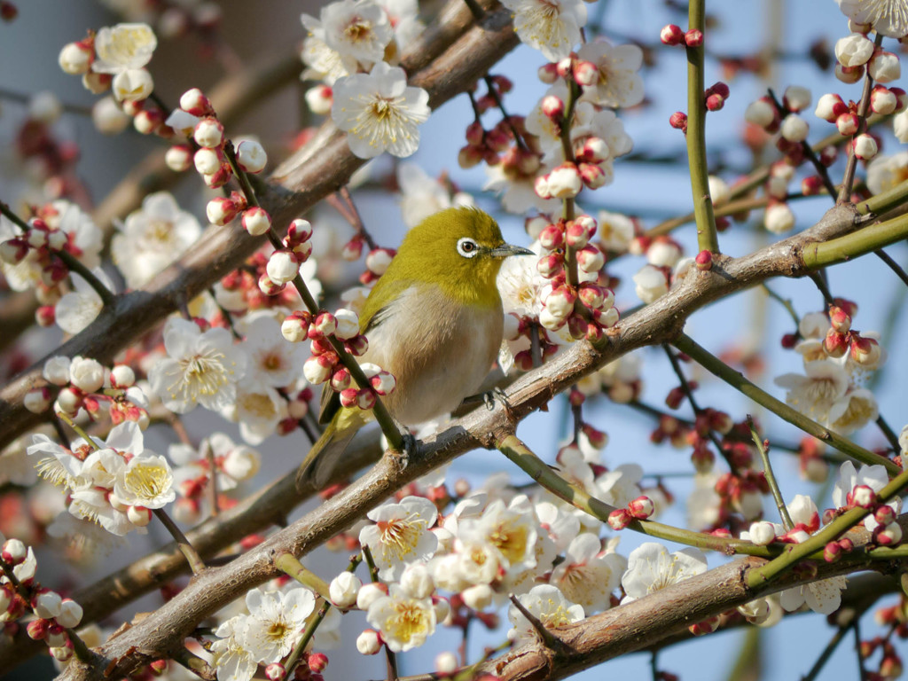 春到来。梅を愛でるメジロかな。