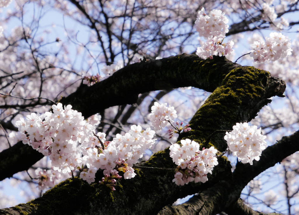 木の幹から桜の花束