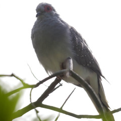 ウスユキバト初撮影