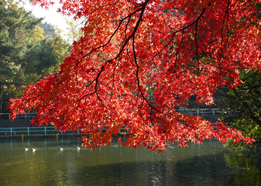 水面に垂れる紅