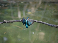 カワセミ着艦　後ろから撮影